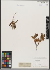 Foto von Salix hastata L.